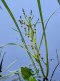 Sparganium microcarpum