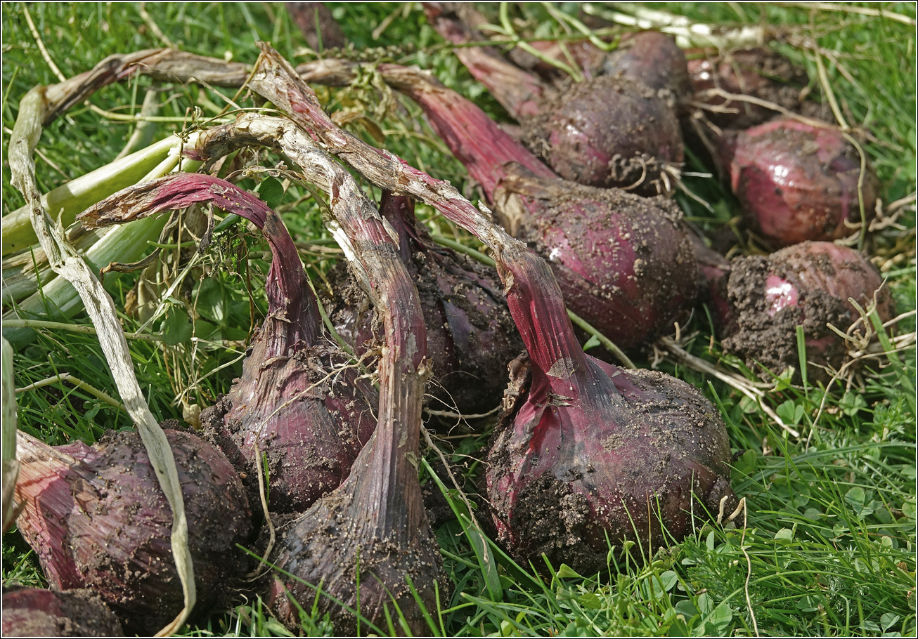 Image of Allium cepa specimen.
