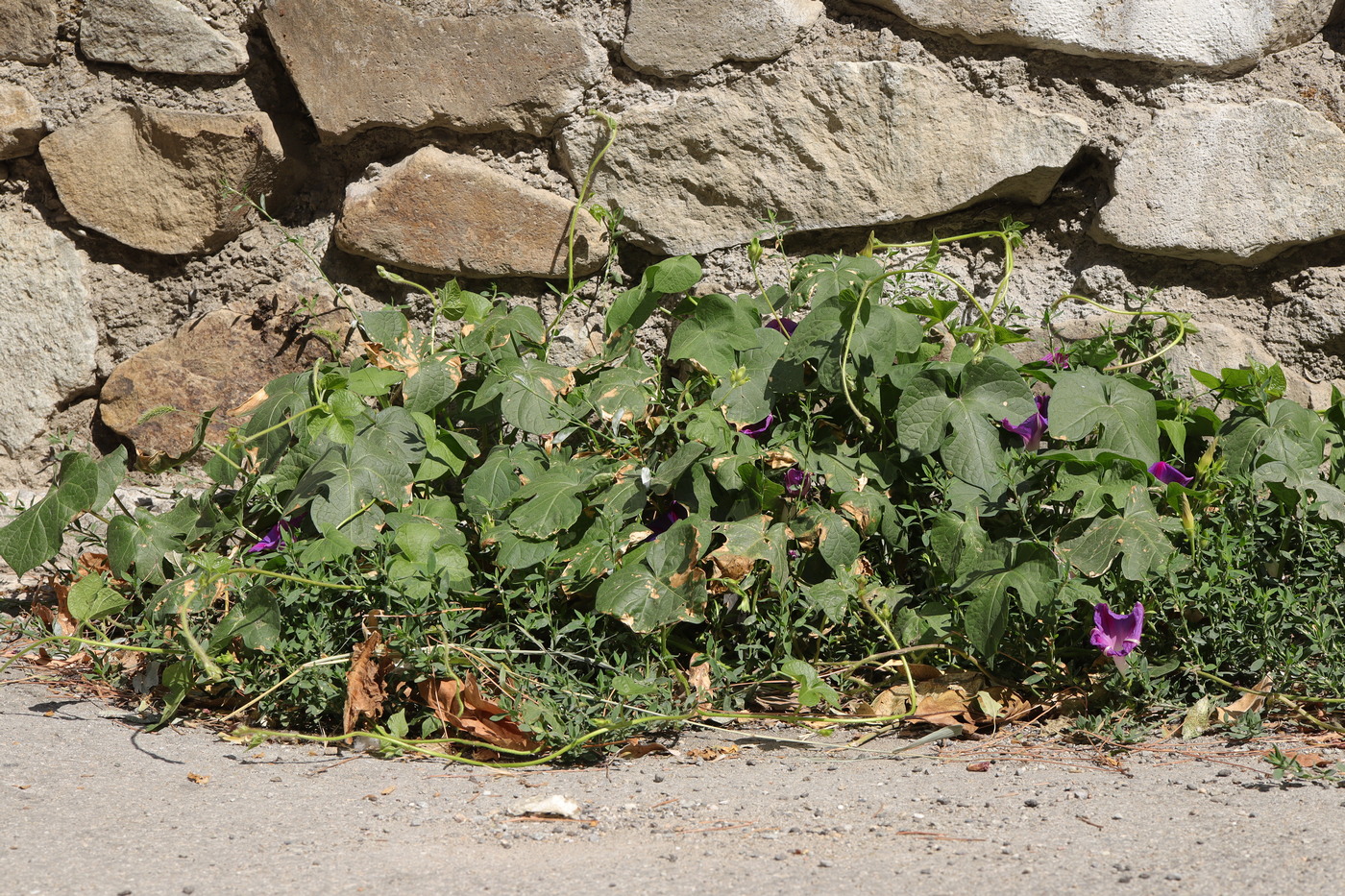 Изображение особи Ipomoea purpurea.