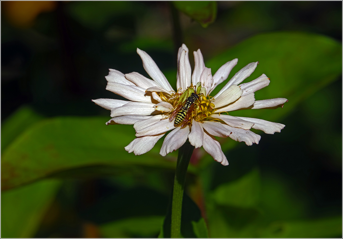 Image of Zinnia elegans specimen.