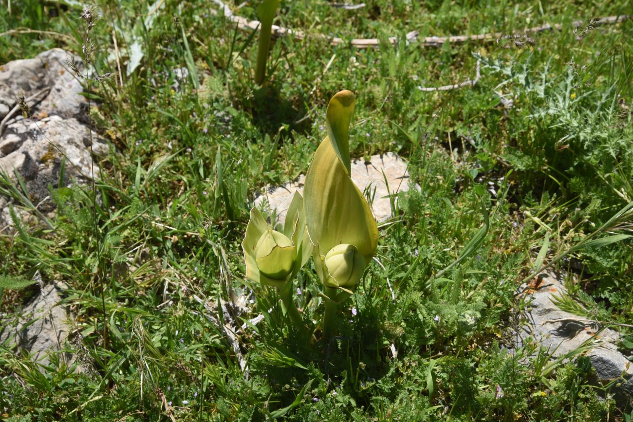 Image of Unknown species specimen.
