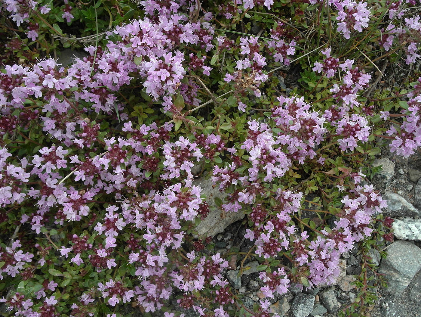Image of Thymus seravschanicus specimen.
