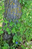Aegonychon purpurocaeruleum