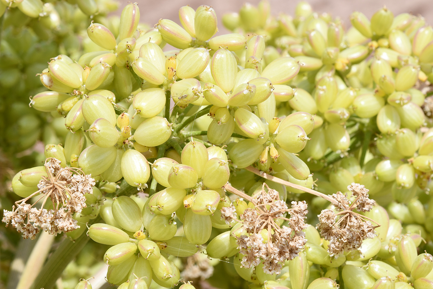 Изображение особи Ferula foetida.