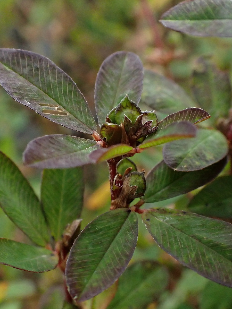 Изображение особи Kummerowia striata.