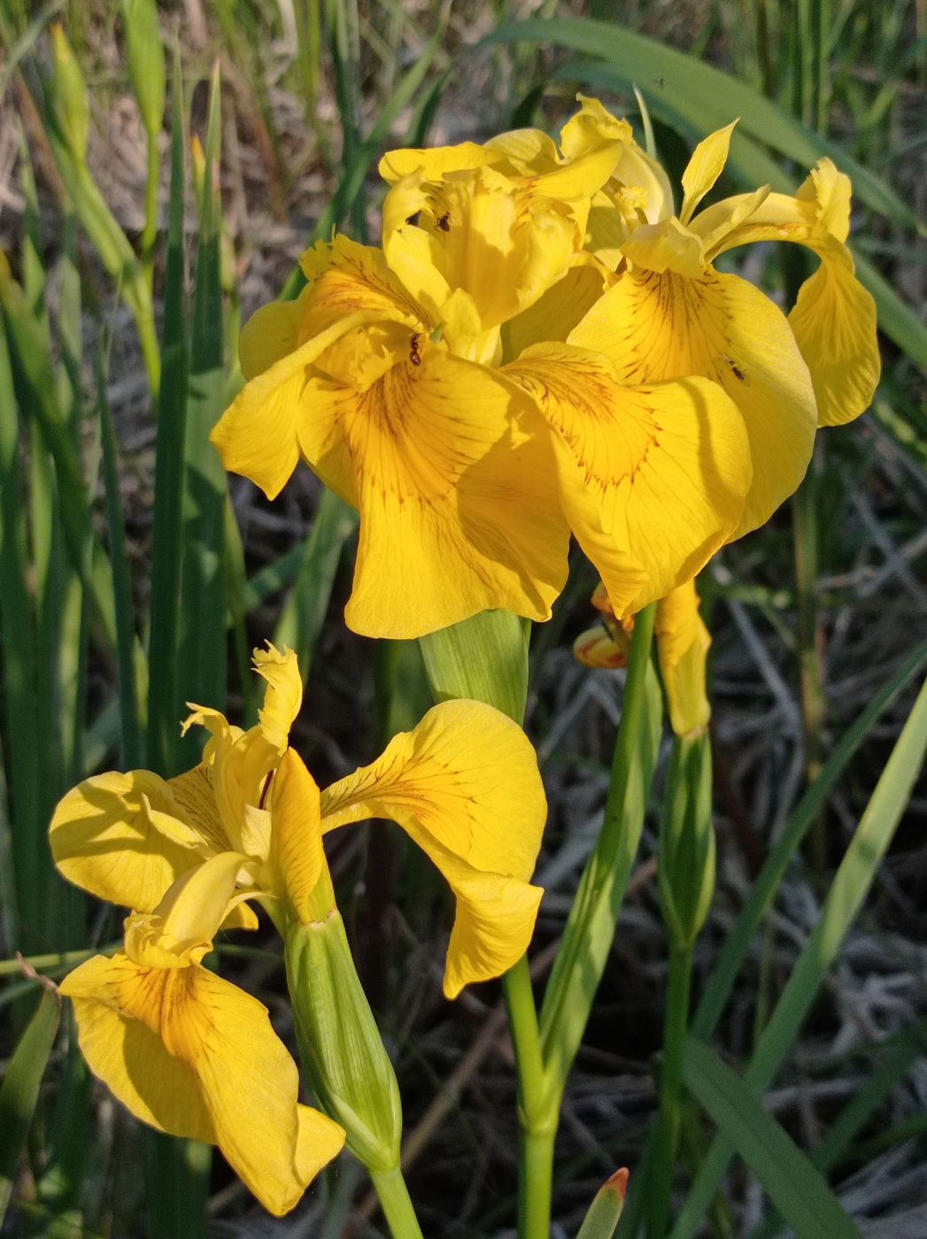 Image of Iris pseudacorus specimen.