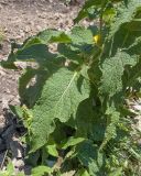 Image of taxon representative. Author is Татьяна Винокурова