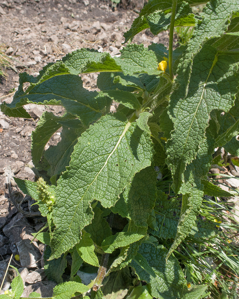 Image of Verbascum laxum specimen.
