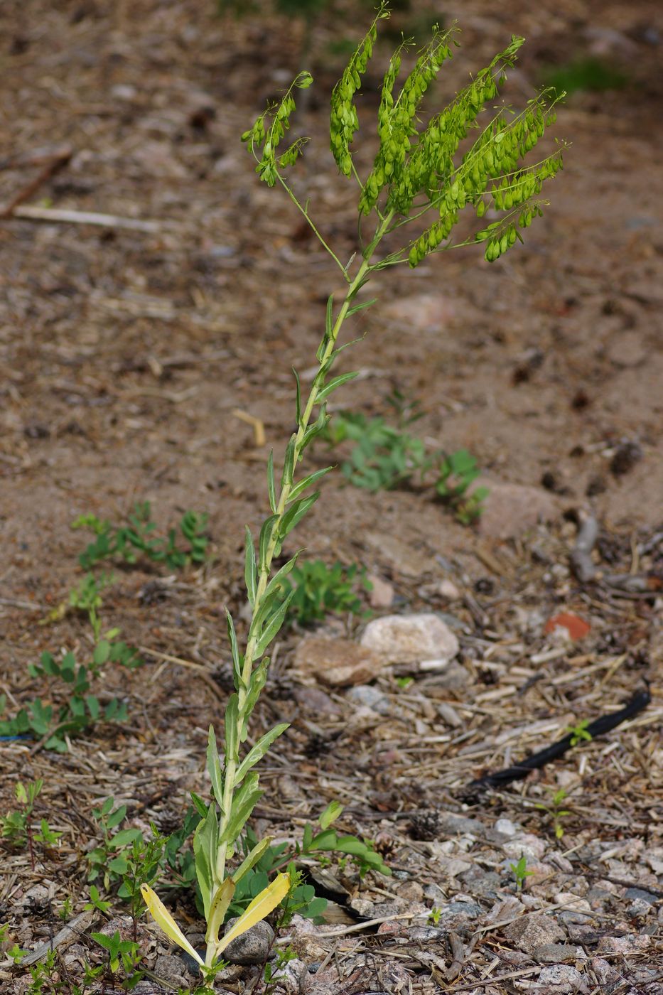 Image of Isatis tinctoria specimen.