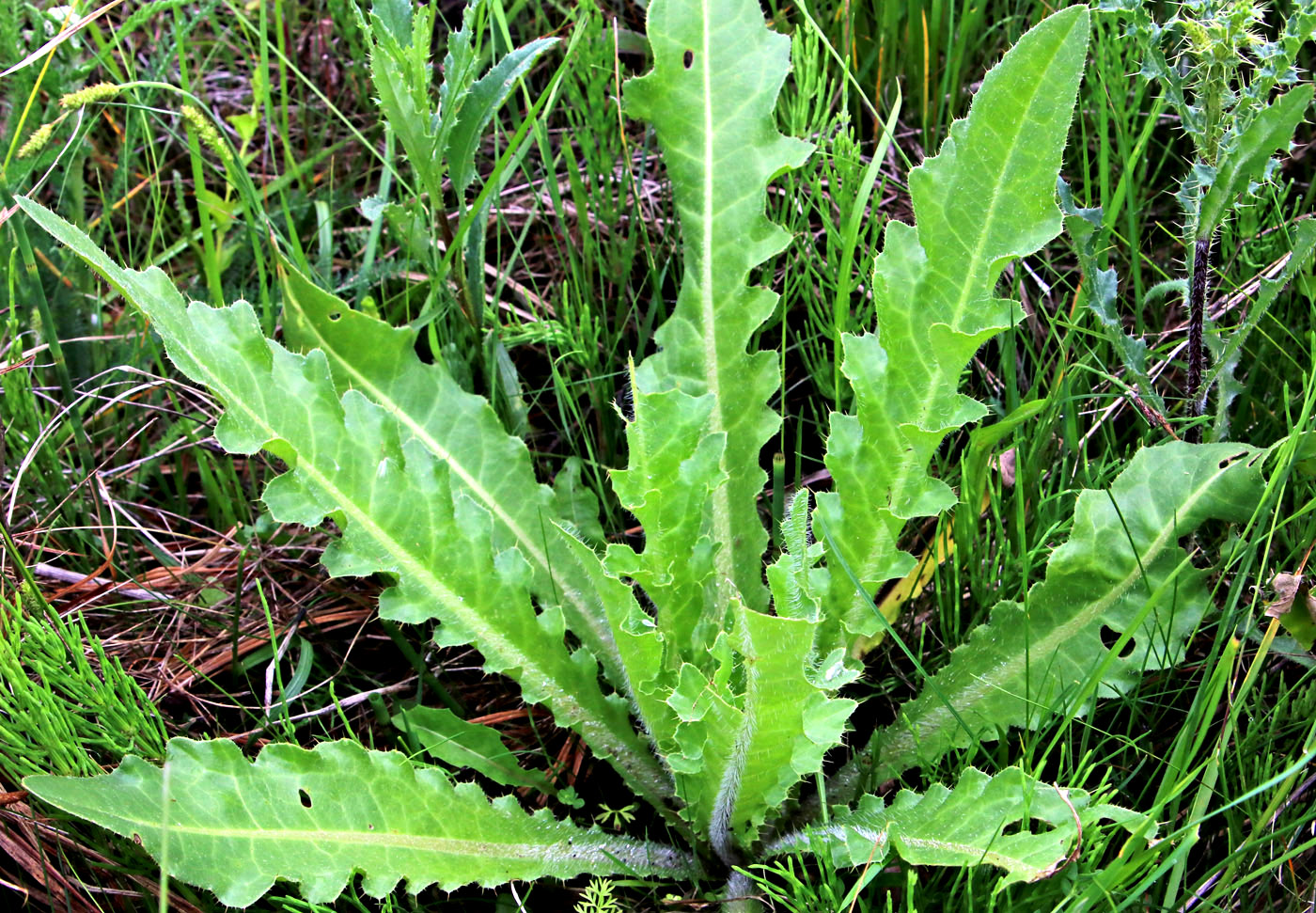 Image of Cirsium esculentum specimen.