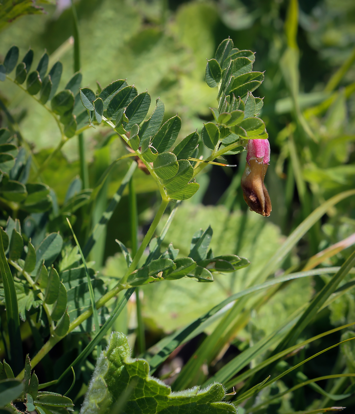 Изображение особи род Vicia.