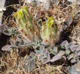 Изображение особи. Автор - Бобурбек Каримов