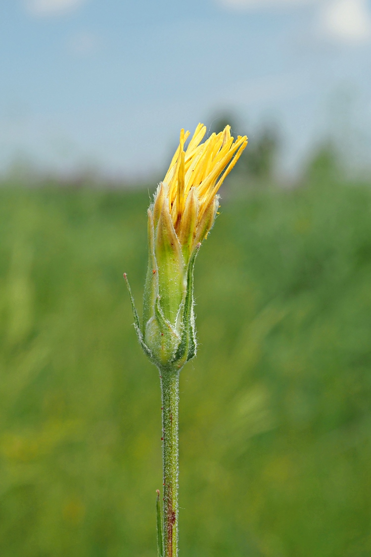 Изображение особи Scorzonera &times; glastifolia.