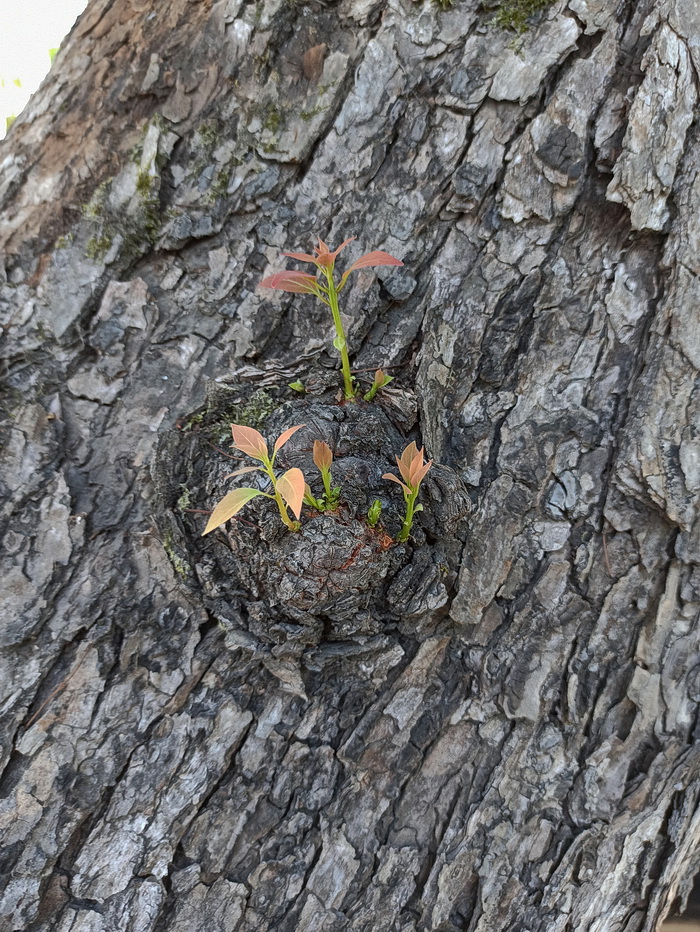 Image of Cinnamomum camphora specimen.