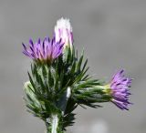 Изображение особи. Автор - Григорий Токарев