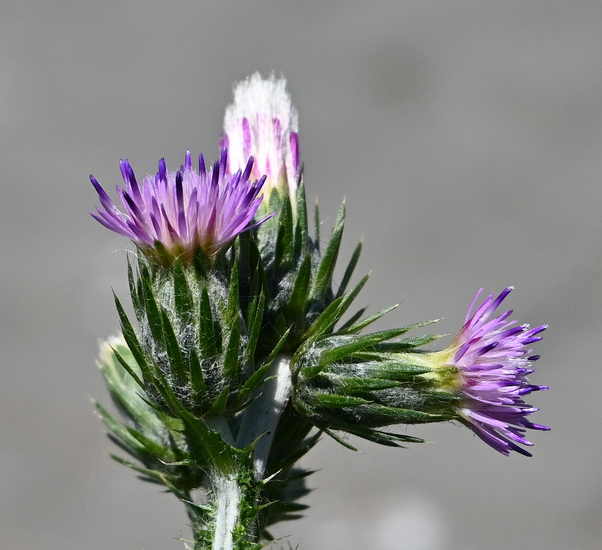 Изображение особи род Carduus.