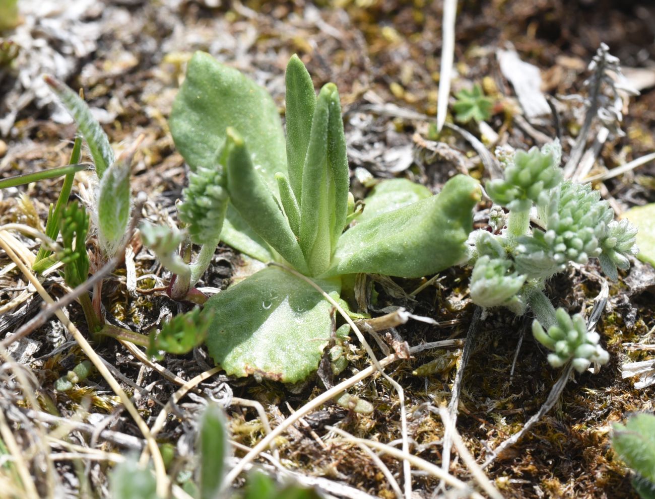 Image of Primula algida specimen.