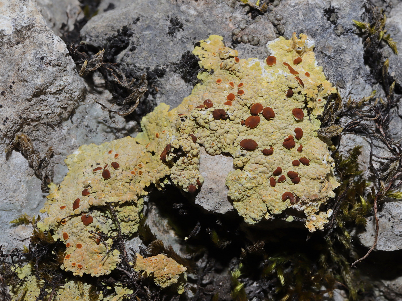 Image of Fulgensia fulgens specimen.