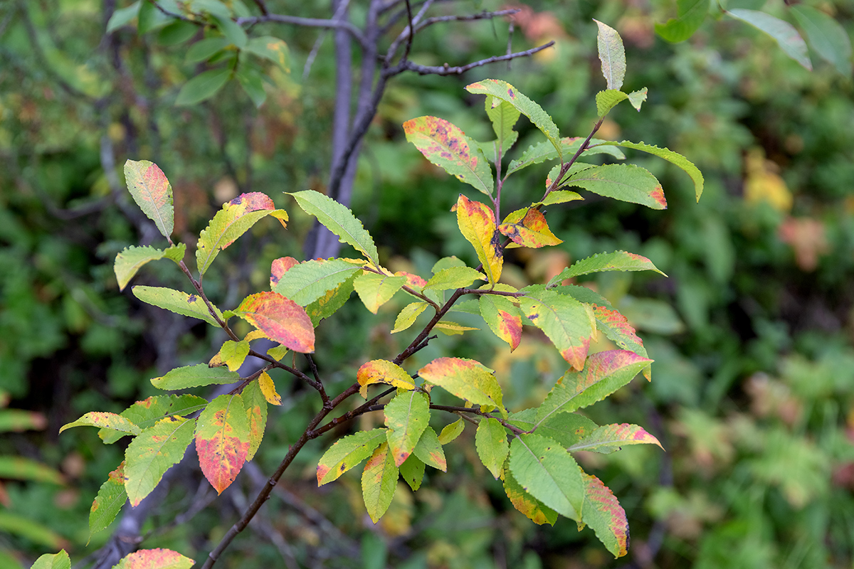 Image of genus Salix specimen.