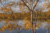 Betula czerepanovii. Части стволов и ветвей с листьями в осенней окраске. Мурманск, экотропа \"Беличий хвост\", берег оз. Глухое. 21.09.2025.