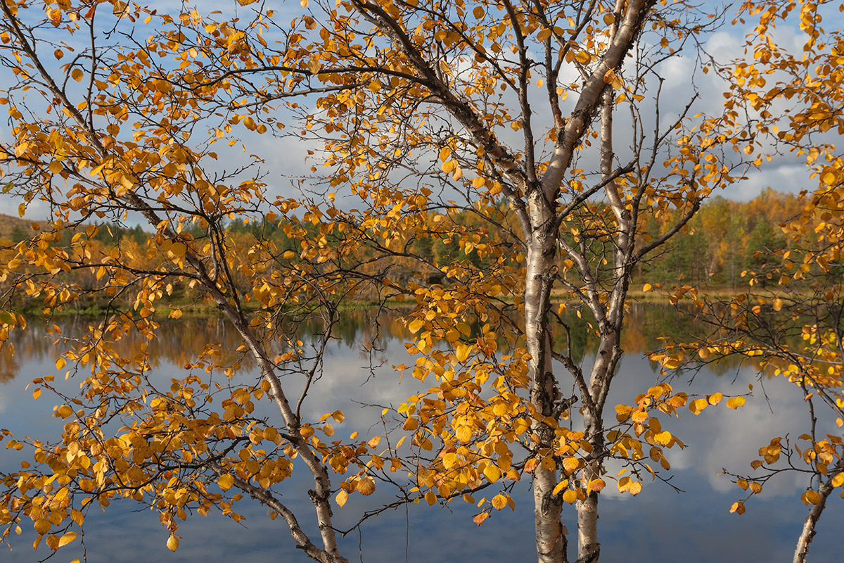 Изображение особи Betula czerepanovii.