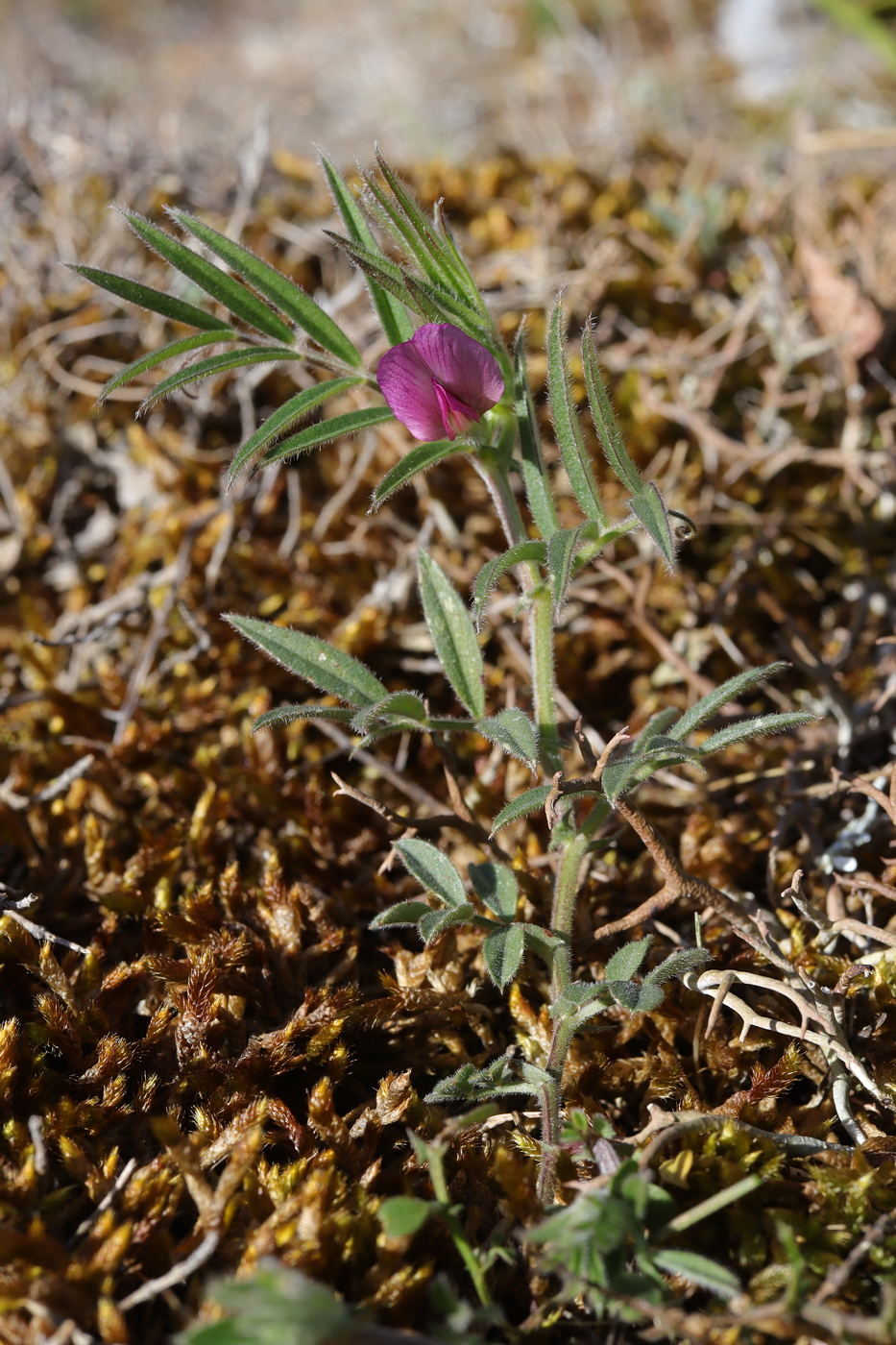 Изображение особи Vicia lathyroides.