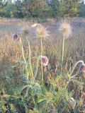 Pulsatilla pratensis. Отцветающее и плодоносящее растение. ЛНР, г. Северодонецк. Сосновый лес на окраине города.