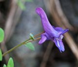 Corydalis ussuriensis. Соцветие. Приморский край, Хасанский р-н, юго-западный берег бухты Рейд Паллада, окр. мыса Острено, каменистый берег моря близ опушки широколиственного леса. 16.05.2026.