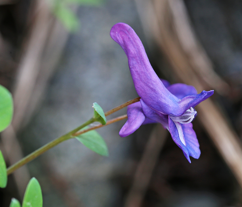 Изображение особи Corydalis ussuriensis.