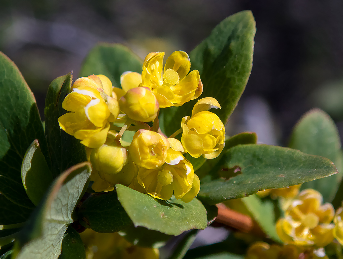 Изображение особи Berberis vulgaris.
