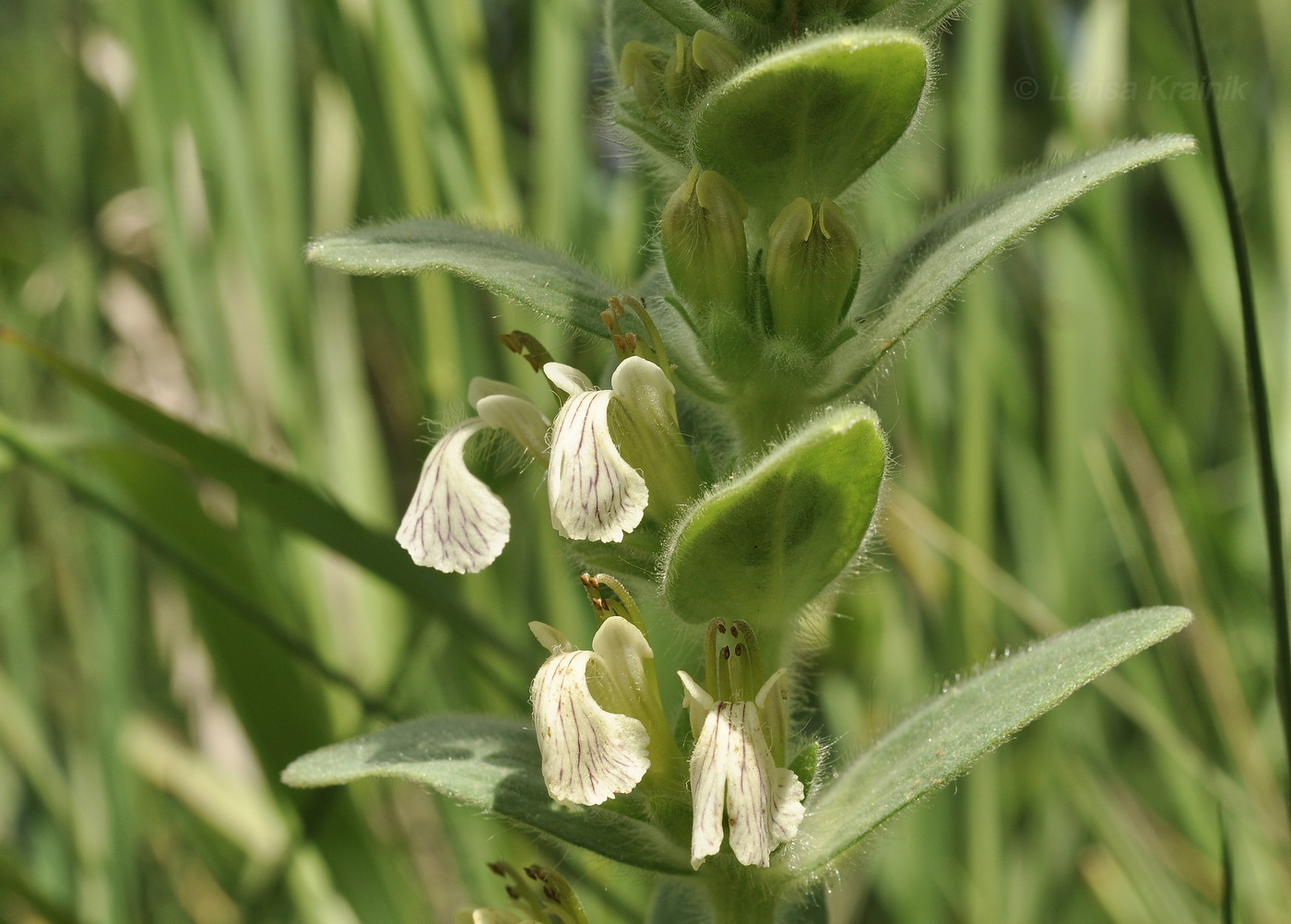 Image of Ajuga laxmannii specimen.