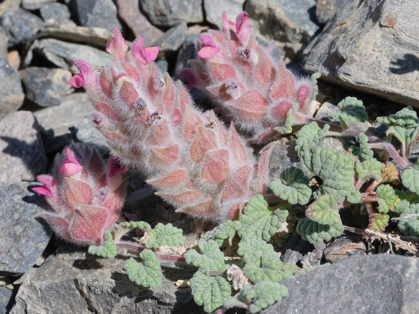 Image of Scutellaria pamirica specimen.