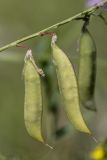 Vicia biennis. Созревающие соплодия. Ростовская обл., Неклиновский р-н, окр. хут. Мержаново, песчано-каменистый берег. 19.07.2026.