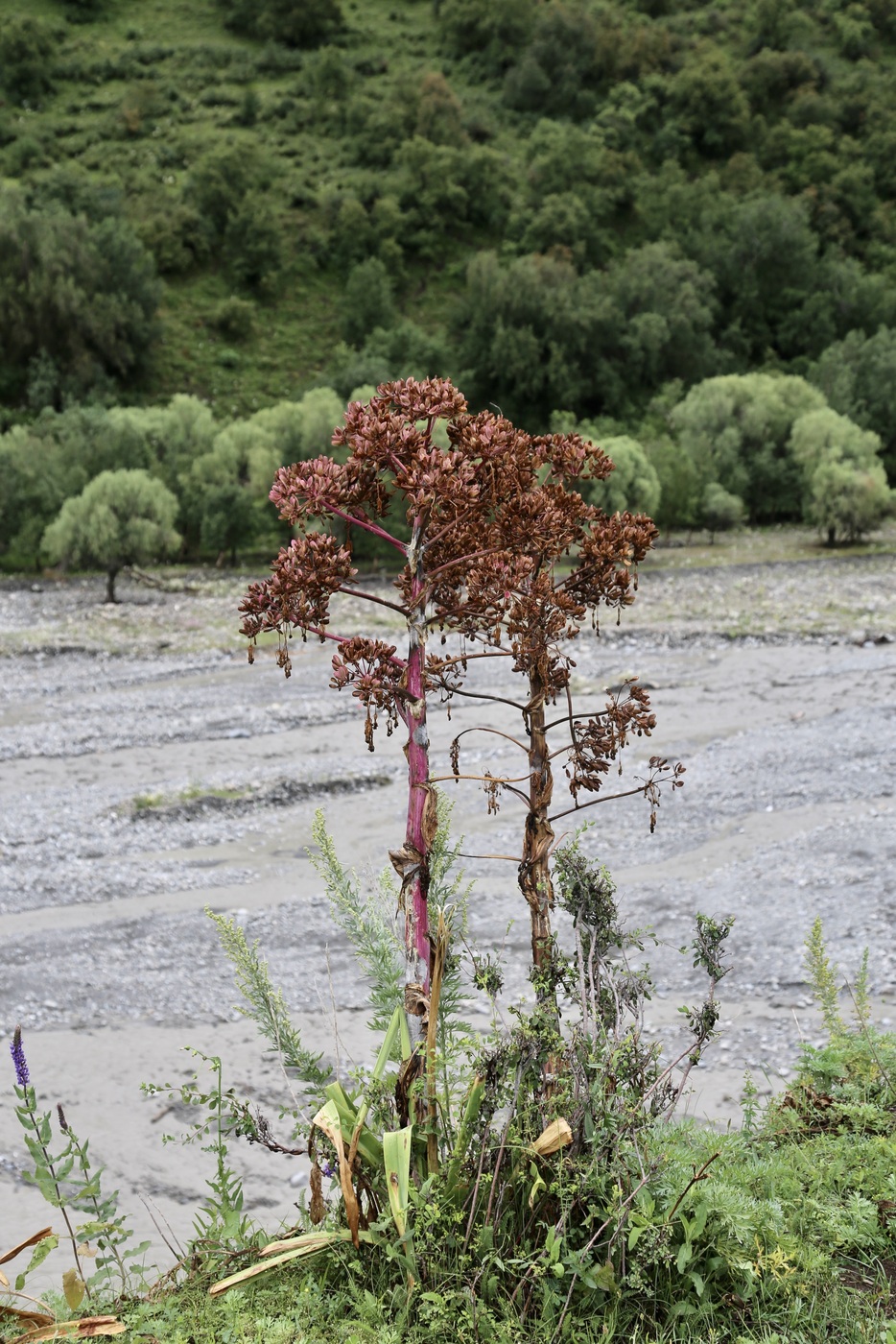 Изображение особи Ferula kuhistanica.