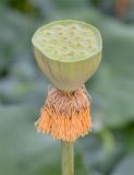 Nelumbo caspica