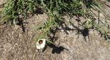 Hibiscus trionum. Верхушка побега с бутонами и цветком. ЮАР, пров. Гаутенг, пригород Киблер Парк (Kibler Park), природный запов. \"Клиприверсберг\" (Klipriviersberg Nature Reserve), саванна, деревня тсвана. 20.01.2025.