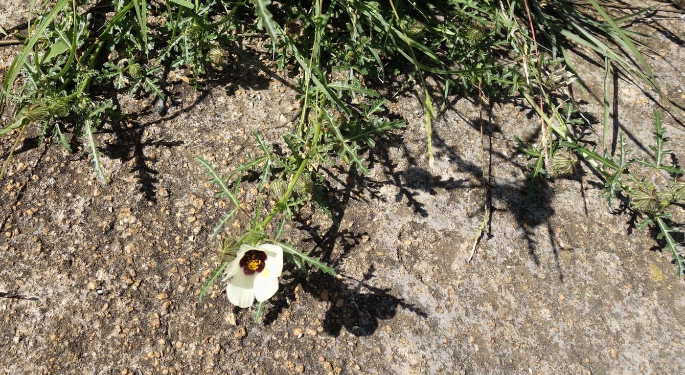 Изображение особи Hibiscus trionum.