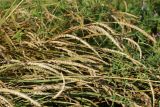 Cynosurus cristatus. Верхушки усыхающих полёгших побегов с соплодиями. Беларусь, Витебская обл., пос. Езерище, сухой суходольный луг по залежи. 12.07.2026.