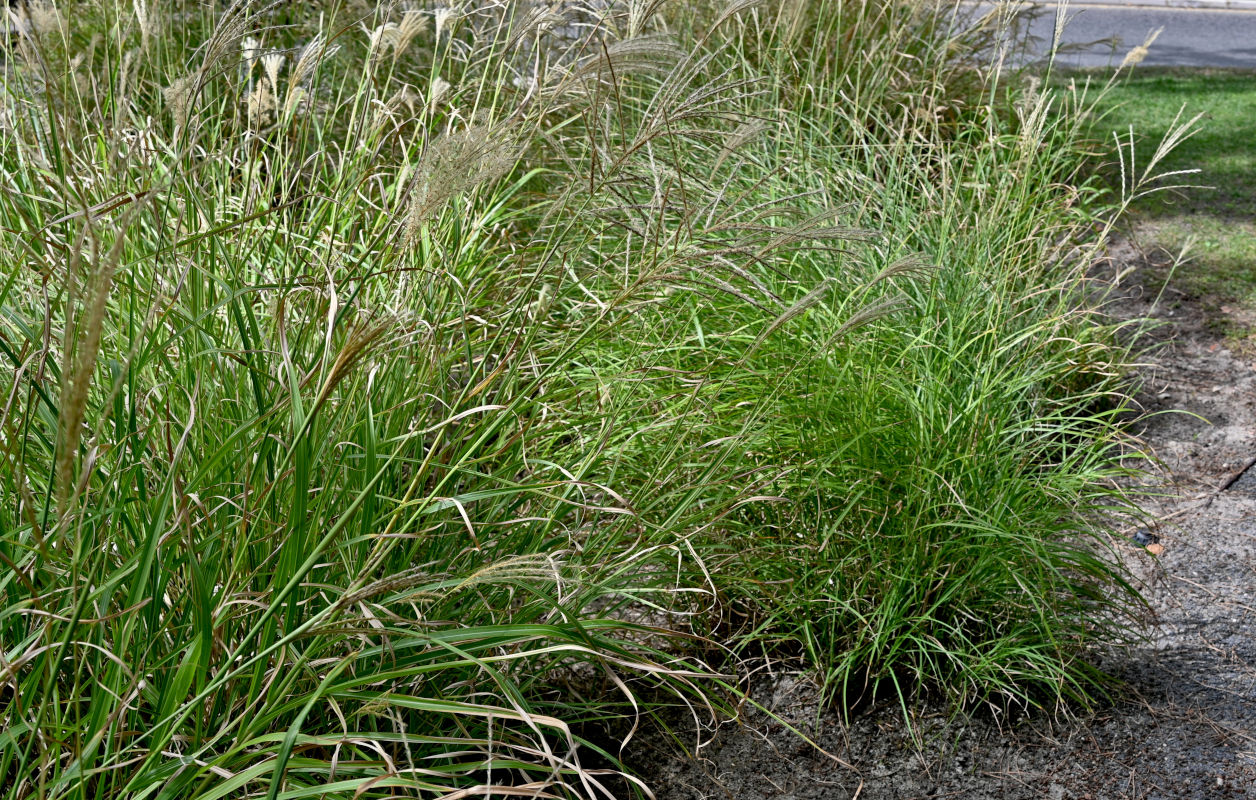 Image of Miscanthus sinensis specimen.