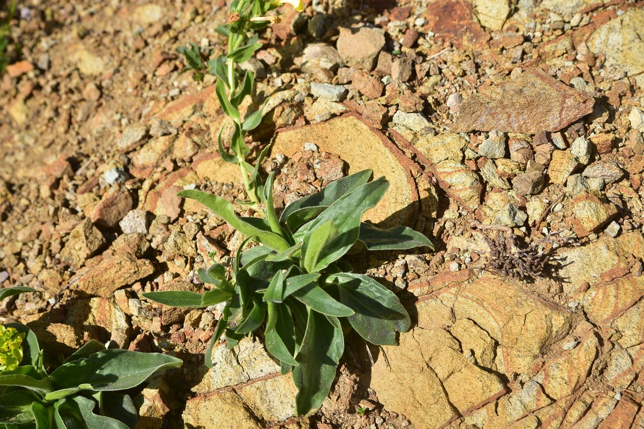 Image of Unknown species specimen.