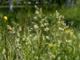 Poa angustifolia