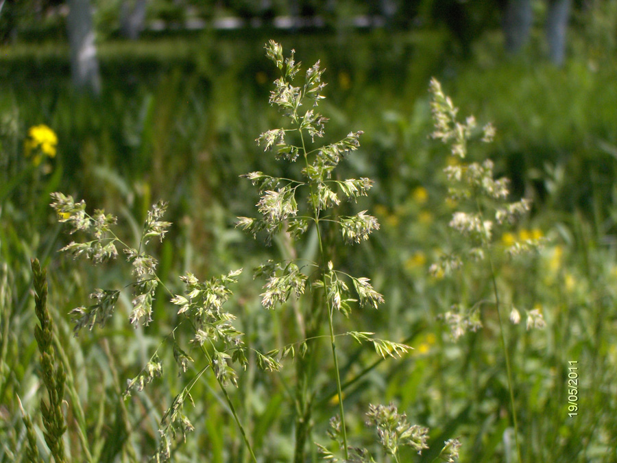 Изображение особи Poa angustifolia.