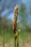 Carex globularis