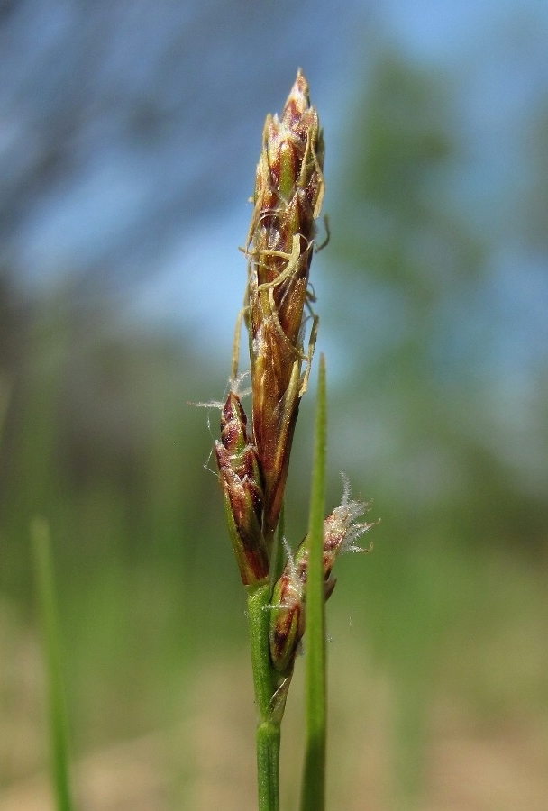 Изображение особи Carex globularis.