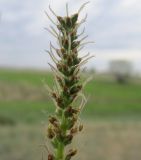 Plantago cornuti