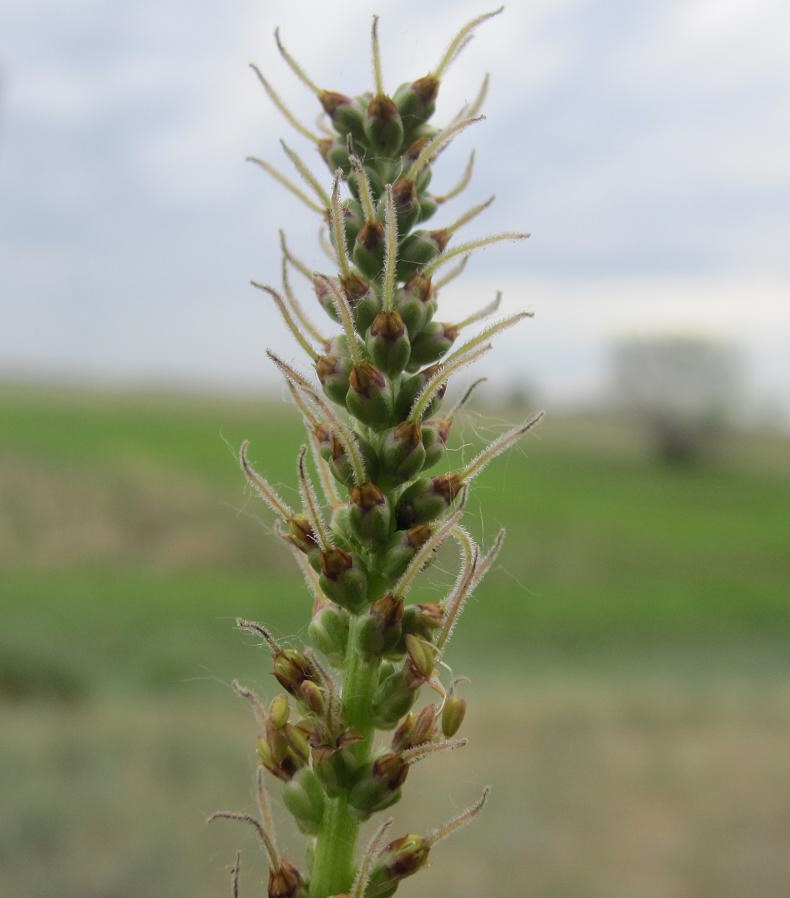 Изображение особи Plantago cornuti.