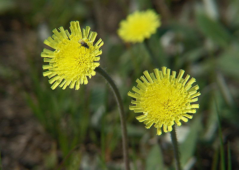 Изображение особи Pilosella officinarum.