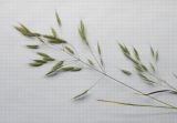 Bromus anatolicus