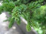 Picea glehnii