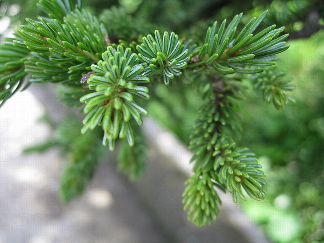 Image of Picea glehnii specimen.